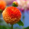 dahlia Souvenir Déte