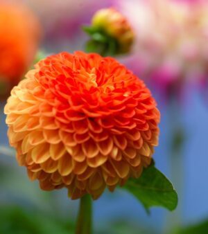 dahlia Souvenir Déte