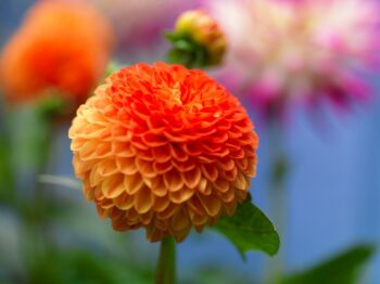 dahlia Souvenir Déte