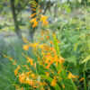"Crocosmia George Davidson" 15 lökar - Bild 2