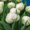 "Snow Chrystal"   5 Crispa-Dubbel tulpaner.  Exklusiv!! - Bild 2