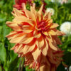 "Belle of Barmera"  Dinnerplate-Dahlia. - Bild 2
