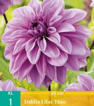 Dinnerplate-dahlia Lilac time