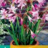 Crinum   "Powelii"  Kalljordscrinum (1 jättelök ) Exklusiv!