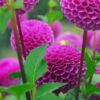 " Franz Kafka"   Pompon-Dahlia!