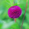 " Rocco"   Pompon-Dahlia!   Kolla Färgen !! - Bild 2