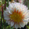 "Polka"   Anemone-Dahlia. - Bild 2