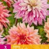 Dahlia labyrinth-mix