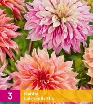 Dahlia labyrinth-mix