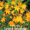 "Crocosmia George Davidson" 15 lökar