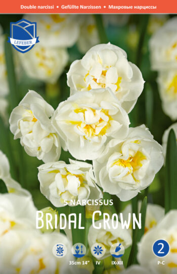 Narcissus "Bridal Crown"  Doftfabrik !!  (5 lökar !!)