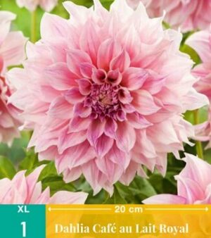 Dahlia Cafe au Lait Royal