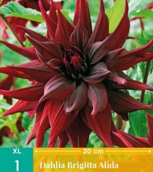 xxl-Dahlia Brigitte Alida