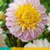 "Polka"   Anemone-Dahlia.