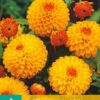 " Souvenir D´ete"   Pompon-Dahlia!