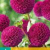 " Rocco"   Pompon-Dahlia!   Kolla Färgen !!