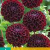pompondahlia dark spirit