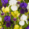 "Sky Fire"  Iris Germanica (trädgårds-iris) - Bild 2