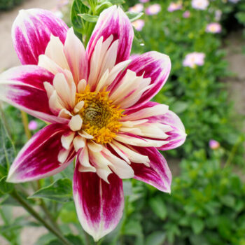 "Fashion Monger"  Unik  Halskraag-Dahlia.
