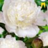 "Bowl of Cream" Snövit !!!  Lactiflora. - Bild 2