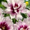 Itoh-pion  "Cora Louise"    Nyhet!