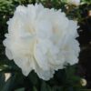 "Bowl of Cream" Snövit !!!  Lactiflora.