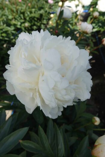 "Bowl of Cream" Snövit !!!  Lactiflora.