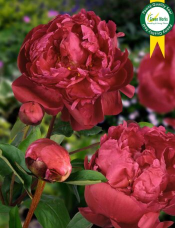 "Red Sarah Bernard"  Lactiflora.
