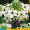"Ornithogalum Saundersiae "