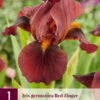 "Red Zinger"  Iris Germanica (trädgårds-iris)