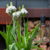 "Ornithogalum Saundersiae " - Bild 2