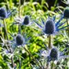 Eryngium " Alpinum" Alpmartorn! - Bild 2