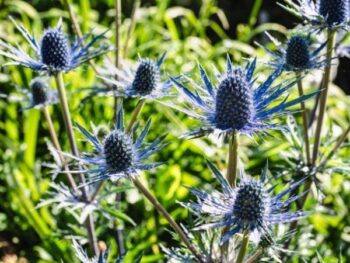 Eryngium " Alpinum" Alpmartorn! - Bild 2