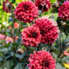 "Night Silence"    Dekorativ Dahlia  Passa På !!!