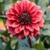 "Night Silence"    Dekorativ Dahlia  Passa På !!! - Bild 2